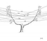 birds-on-wires